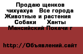 Продаю щенков чихуахуа - Все города Животные и растения » Собаки   . Ханты-Мансийский,Покачи г.
